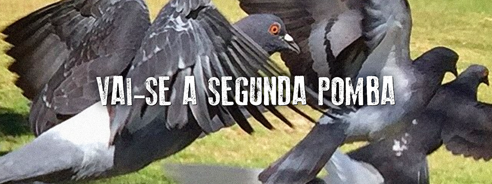 Vai-se a segunda pomba